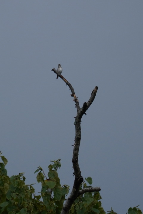 エゾビタキDSC05743 (1)