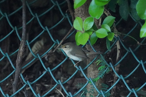 ハシナガウグイスDSC00160 (1)