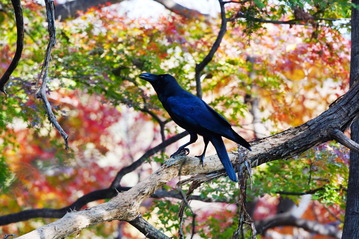 ハシブトガラスと紅葉2DSC01392