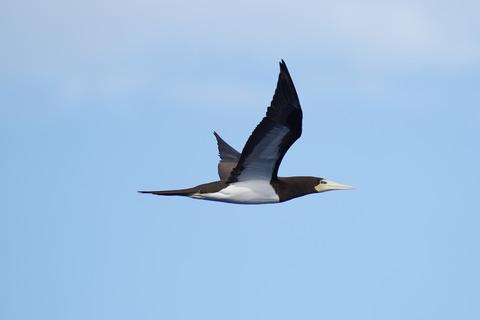 カツオドリDSC02502 (1)