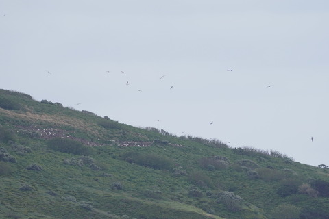 アホウドリ営巣地DSC06521 (1)