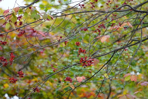 コサメビタキDSC05757 (1)