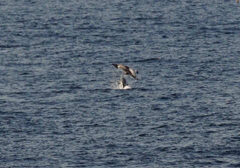 カマイルカDSC00960