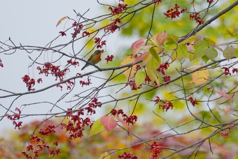 ムギマキDSC05786 (1)