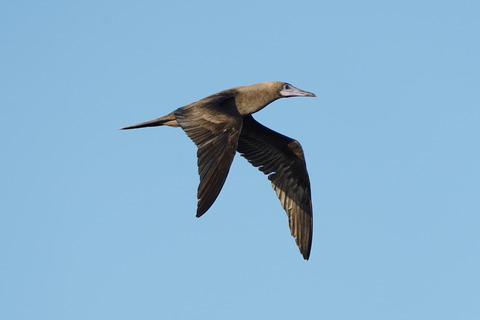 アカアシカツオドリ褐色型DSC01938 (1)