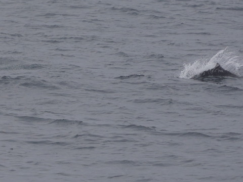 イシイルカDSC09992 (1)