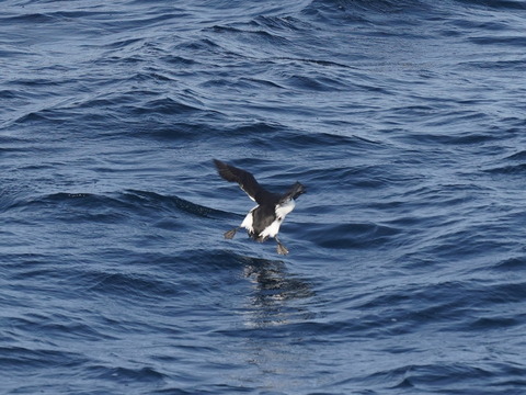 ハシブトウミガラスDSC09644 (1)