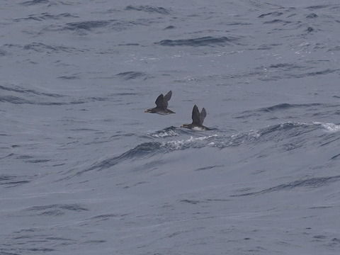 ウトウDSC09902 (1)