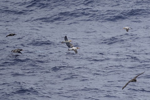 アホウドリDSC06627 (1)