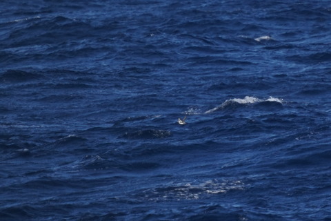 カンムリウミスズメ2DSC04465 (1)