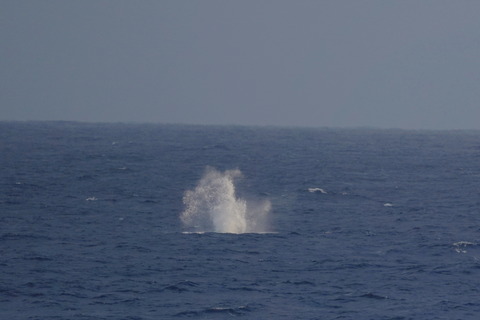 アカボウクジラの水しぶきDSC06986 (1)
