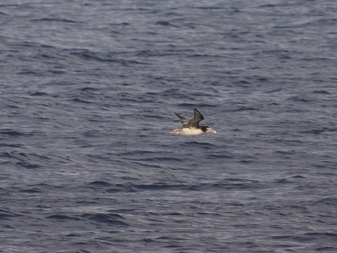 アホウドリ亜成鳥DSC08063 (1)