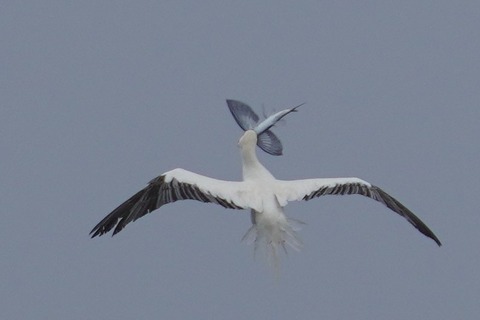 アカアシカツオドリDSC00388 (2)