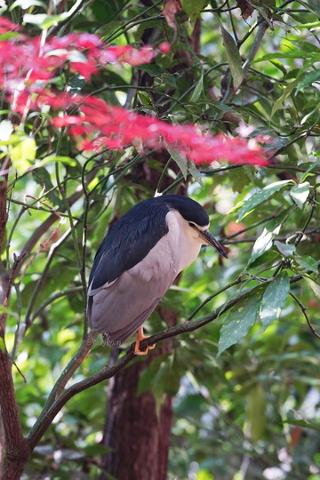 ゴイサギと紅葉2DSC01348