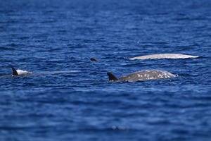 アカボウクジラDSC_3457