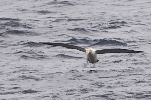 アホウドリ_シルバーリングDSC_5853 (1)