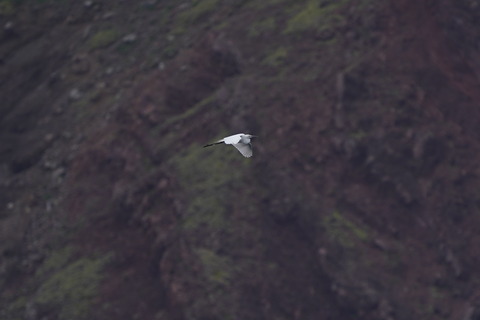 ダイサギ鳥島DSC06765 (1)