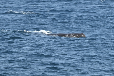 マッコウクジラDSC_7108 (1)