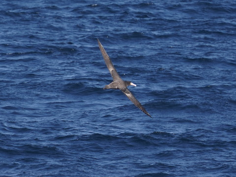 アホウドリDSC09493 (1)
