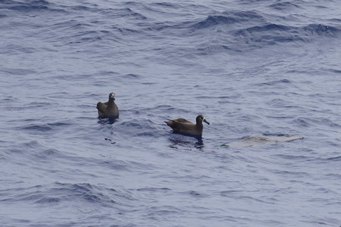 クロアシアホウドリDSC06472 (1)