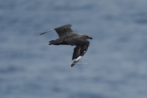 オオトウゾクカモメ⑧DSC05475 (2)