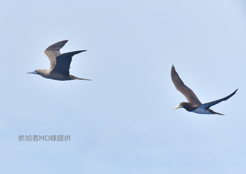 Red-footed & Brown Booby森下