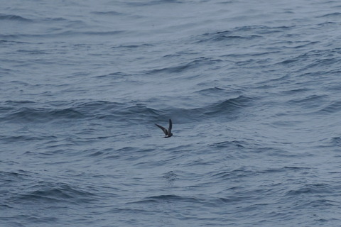 コシジロウミツバメDSC05531 (1)