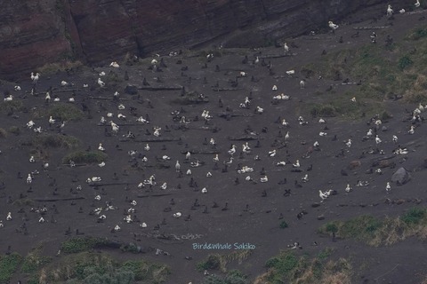 アホウドリ営巣地(従来)DSC06769 (1)