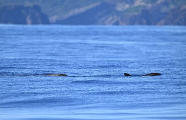 ユメゴンドウDSC_3019_036