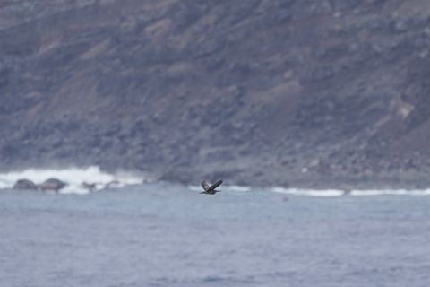 ササゴイ鳥島DSC06757 (1)