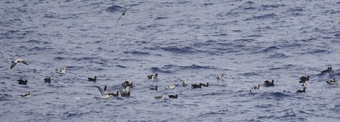 アホウドリDSC06607 (1)