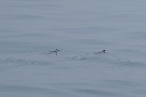 カンムリウミスズメDSC06000 (1)