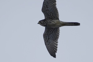 チョウゲンボウDSC07172 (1)