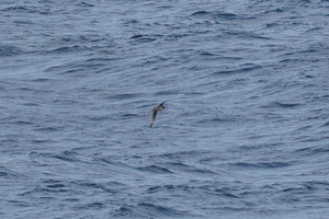 ハジロミズナギドリDSC07117 (1)