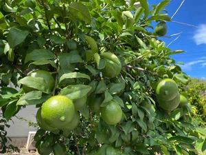 IMG_8243
