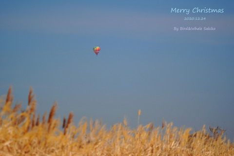 気球クリスマスDSC086900001