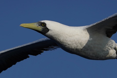 アオツラカツオドリDSC01432