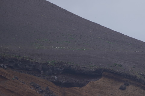 アホウドリ従来営巣地の上部DSC06759 (1)