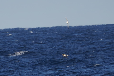 アホウドリ4歳DSC04512 (1)