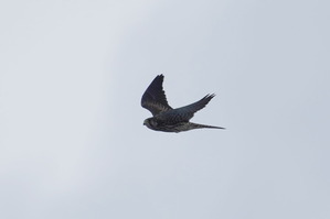 チョウゲンボウDSC07164 (1)