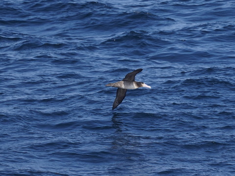アホウドリDSC09472 (1)