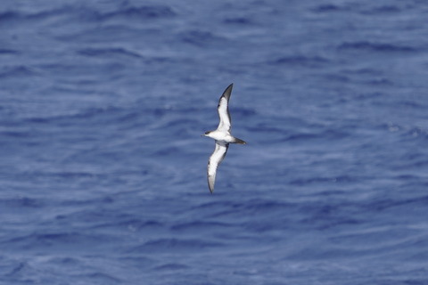 オナガミズナギドリDSC01919 (1)