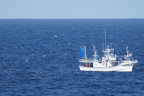 クロアシアホウドリDSC07098 (1)