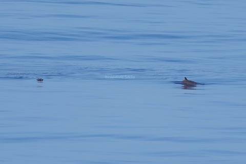 オウギハクジラDSC00940 (2)