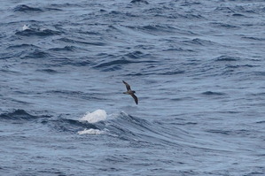 ハジロミズナギドリDSC07113 (1)