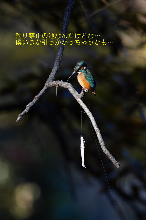 カワセミ釣り糸コメDSC01853