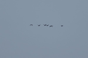 マガンDSC07182 (1)