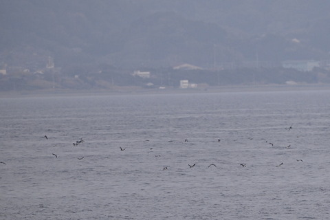 カマイルカDSC_7551 (1)