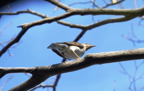 シロハラDSC01666