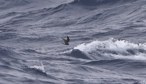 コシジロウミツバメ DSC_5650